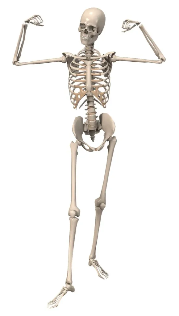 Bone Pickup Lines
