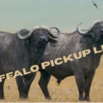 Buffalo Pickup Lines
